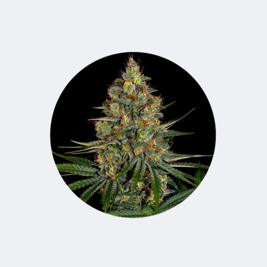 Cannabissamen "NYC Diesel" - Autoflower - 3 Stck. CBD Hexe Onlinehandel