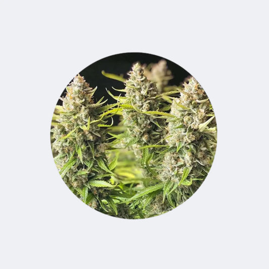 Cannabissamen "Orange Bud" - Autoflower - 3 Stck. CBD Hexe Onlinehandel