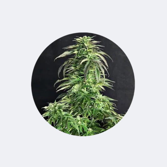 Cannabissamen "Somango" - Autoflower - 3 Stck. CBD Hexe Onlinehandel