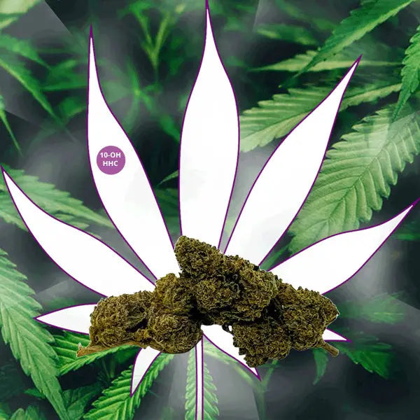 🧠 Neu! - 10-OH-HHC Blüten "Amnesia" 40% 10-OH-HHC 🧠 CBD Hexe Onlinehandel