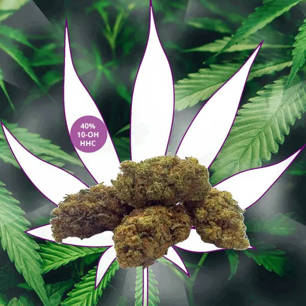 🎍Neu! - 10-OH-HHC Blüten "OG Kush" 40% 10-OH-HHC🎍 CBD Hexe Onlinehandel