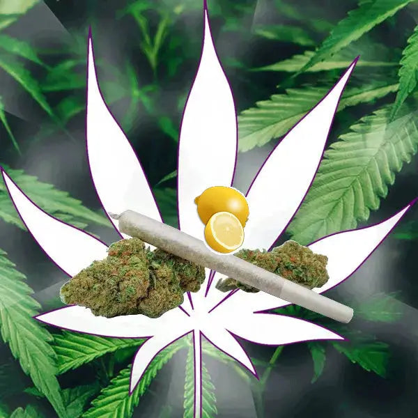 🍋 Neu! 10-OH-HHC Lemon Haze Pre Rolled Stick 40% 10-OH - Handgefertigt von der Hexe 🍋 CBD Hexe Onlinehandel