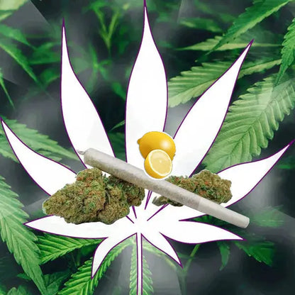 🍋 Neu! 10-OH-HHC Lemon Haze Pre Rolled Stick 40% 10-OH - Handgefertigt von der Hexe 🍋 CBD Hexe Onlinehandel