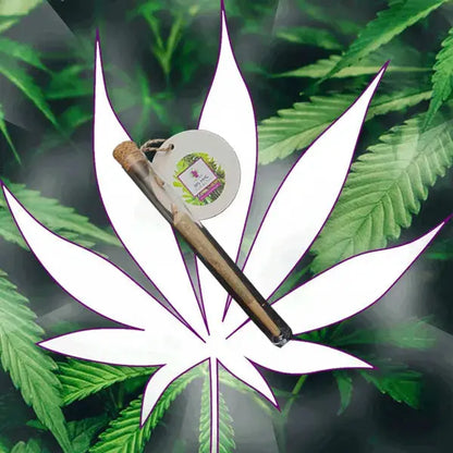 🍋 Neu! 10-OH-HHC Lemon Haze Pre Rolled Stick 40% 10-OH - Handgefertigt von der Hexe 🍋 CBD Hexe Onlinehandel