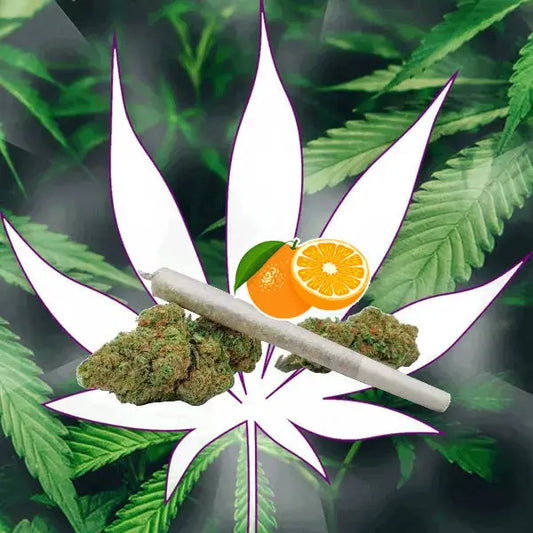 🍊 Neu! 10-OH-HHC Orangello Pre Rolled Stick 40% 10-OH - Handgefertigt von der Hexe 🍊 CBD Hexe Onlinehandel