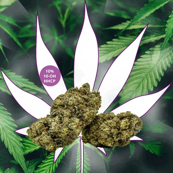 Neu! Blüten "Crazy Ten" 10% 10-OH-HHCP CBD Hexe Onlinehandel