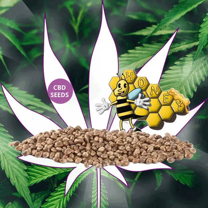 🌱Neu! CBD Samen "Honey M" - feminized - 3 Stck.🌱 CBD Hexe Onlinehandel