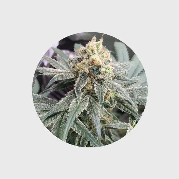 🌱Neu! CBD Samen "Honey M" - feminized - 3 Stck.🌱 CBD Hexe Onlinehandel