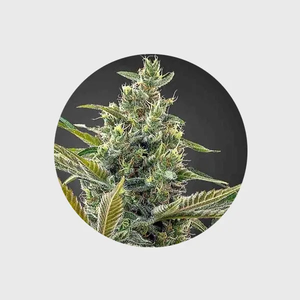 🌱Neu! CBD Samen "Lemon Haze" - feminized - 3 Stck.🌱 CBD Hexe Onlinehandel