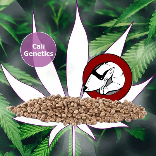 🌱Neu! Cali Genetics "Forbidden Runtz" - Fast Flowering - 3 Stck.🌱 CBD Hexe Onlinehandel