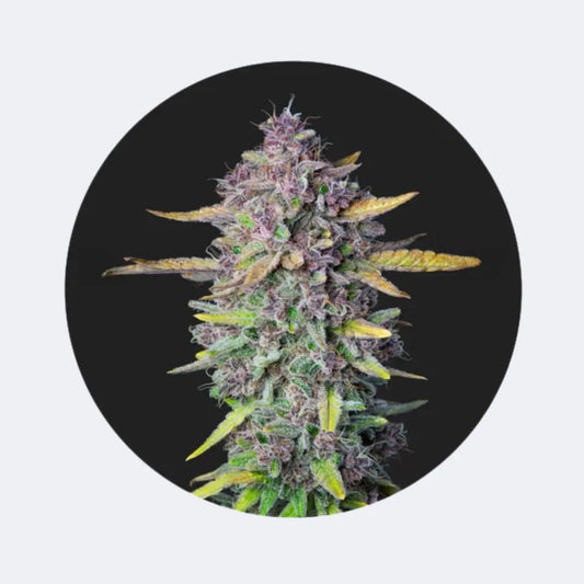 🌱Neu! Cali Genetics "Purple Milkshake" - Fast Flowering - 3 Stck. 🌱 CBD Hexe Onlinehandel