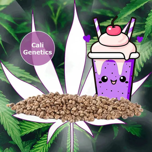 🌱Neu! Cali Genetics "Purple Milkshake" - Fast Flowering - 3 Stck. 🌱 CBD Hexe Onlinehandel