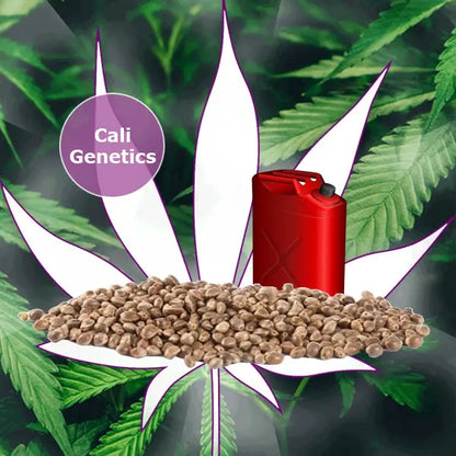 🌱Neu! Cali Genetics "Sour Diesel" - Autoflower- 3 Stck.🌱 CBD Hexe Onlinehandel