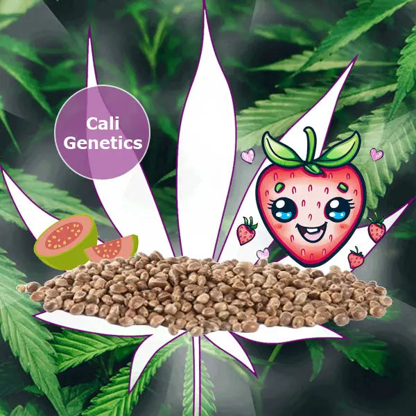 🌱Neu! Cali Genetics "Strawberry Guava" - Fast Flowering - 3 Stck.🌱 CBD Hexe Onlinehandel