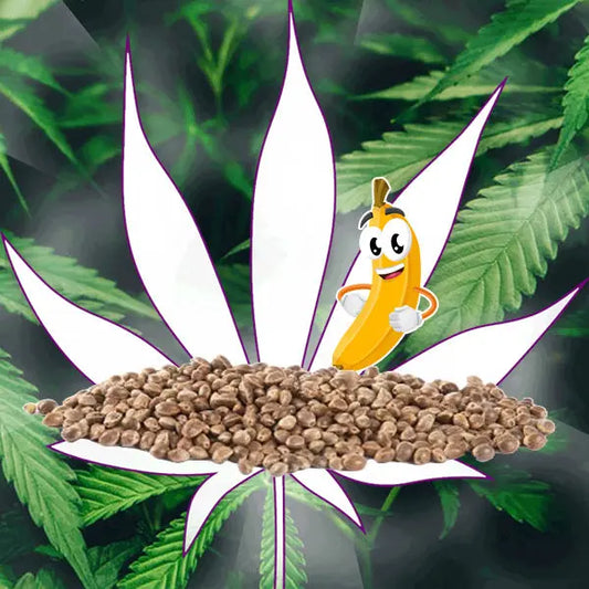 🪴Neu! Cannabis Samen "Banana Punch" - Autoflower - 3 Stck.🪴 CBD Hexe Onlinehandel