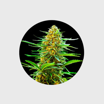 🪴Neu! Cannabis Samen "Banana Punch" - Autoflower - 3 Stck.🪴 CBD Hexe Onlinehandel