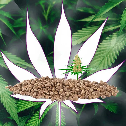 🪴Neu! Cannabis Samen "Big Bud" - Autoflower - 3 Stck.🪴 CBD Hexe Onlinehandel