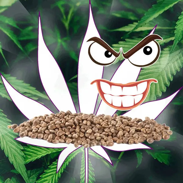 🪴Neu! Cannabis Samen "Critical" - Feminized - 3 Stck.🪴 CBD Hexe Onlinehandel