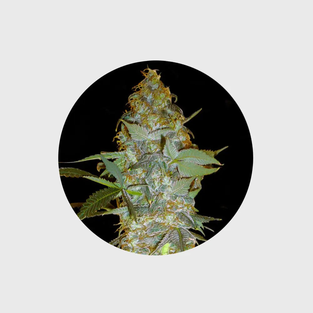 🪴Neu! Cannabis Samen "Euforia" - Feminized - 3 Stck.🪴 CBD Hexe Onlinehandel