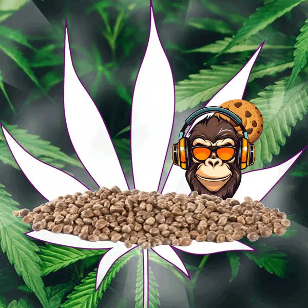🪴Neu! Cannabis Samen "Gorilla Cookies" - Feminized - 3 Stck.🪴 CBD Hexe Onlinehandel