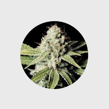 🪴Neu! Cannabis Samen "Great White Shark" - Feminized - 3 Stck.🪴 CBD Hexe Onlinehandel