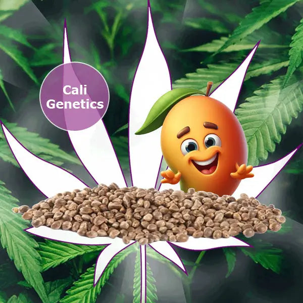 🪴Neu! Cannabis Samen "Mango Smile" - Autoflower - 3 Stck.🪴 CBD Hexe Onlinehandel