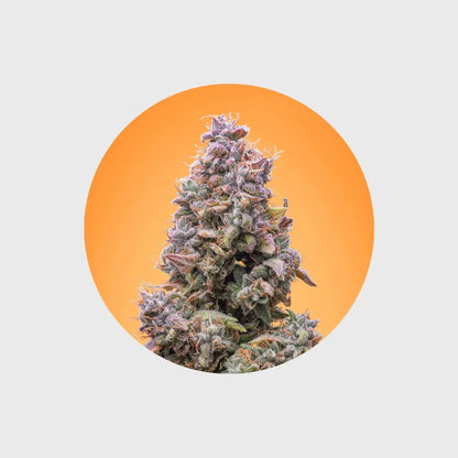 🪴Neu! Cannabis Samen "Mango Smile" - Autoflower - 3 Stck.🪴 CBD Hexe Onlinehandel
