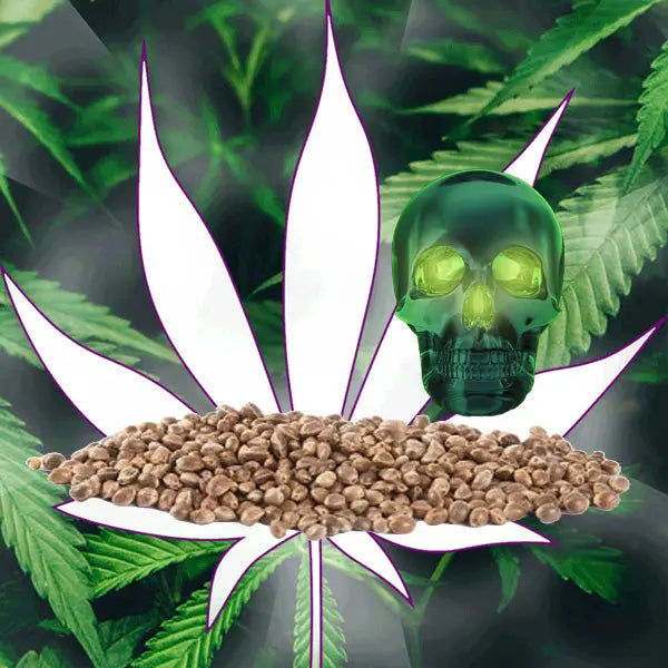 🪴Neu! Cannabis Samen "Northern Lights" - Autoflower - 3 Stck.🪴 CBD Hexe Onlinehandel