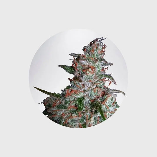 🪴Neu! Cannabis Samen "Northern Lights" - Autoflower - 3 Stck.🪴 CBD Hexe Onlinehandel