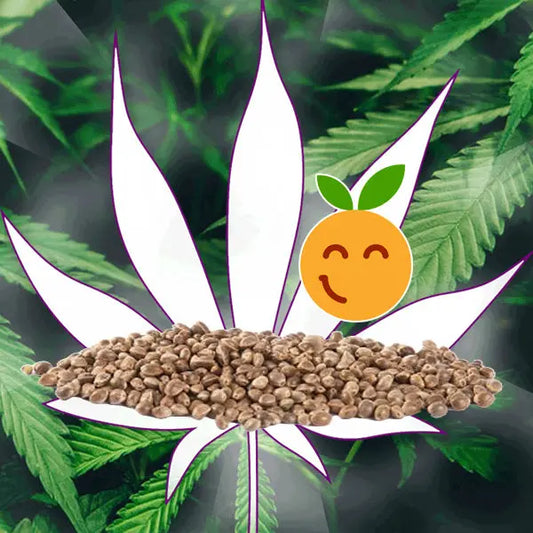 🪴Neu! Cannabis Samen "Orange Bud" - Autoflower - 3 Stck.🪴 CBD Hexe Onlinehandel