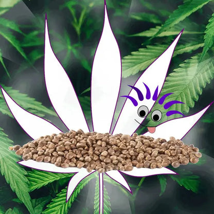 🪴Neu! Cannabis Samen "Purple Haze" - Feminized - 3 Stck.🪴 CBD Hexe Onlinehandel