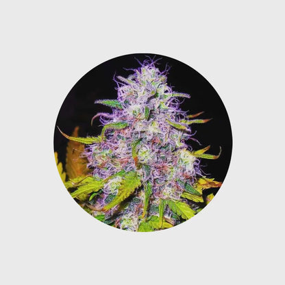🪴Neu! Cannabis Samen "Purple Haze" - Feminized - 3 Stck.🪴 CBD Hexe Onlinehandel