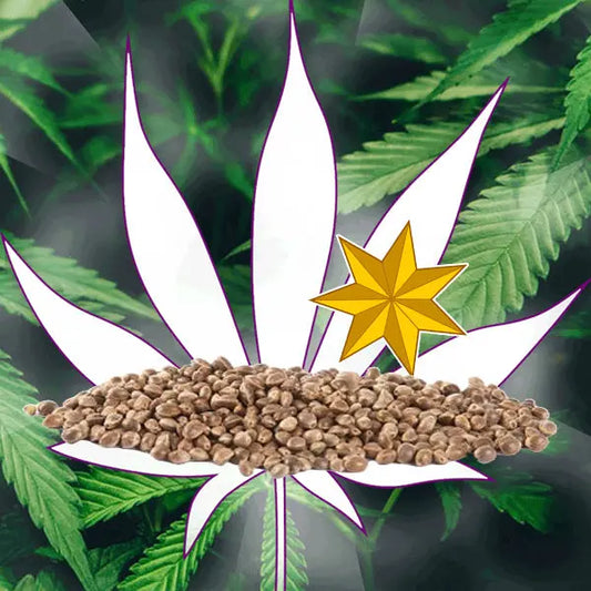 🪴Neu! Cannabis Samen "Sensi Star" - Feminized - 3 Stck.🪴 CBD Hexe Onlinehandel