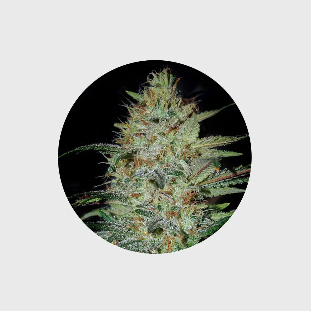 🪴Neu! Cannabis Samen "Sensi Star" - Feminized - 3 Stck.🪴 CBD Hexe Onlinehandel