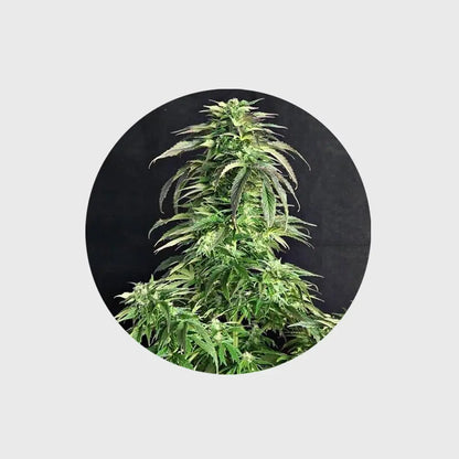 🪴Neu! Cannabis Samen "Somango" - Autoflower - 3 Stck.🪴 CBD Hexe Onlinehandel