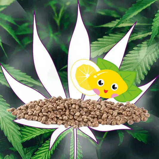 🪴Neu! Cannabis Samen "Super Lemon Haze" - Autoflower - 3 Stck.🪴 CBD Hexe Onlinehandel