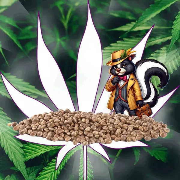 🪴Neu! Cannabis Samen "Super Skunk" - Autoflower - 3 Stck.🪴 CBD Hexe Onlinehandel