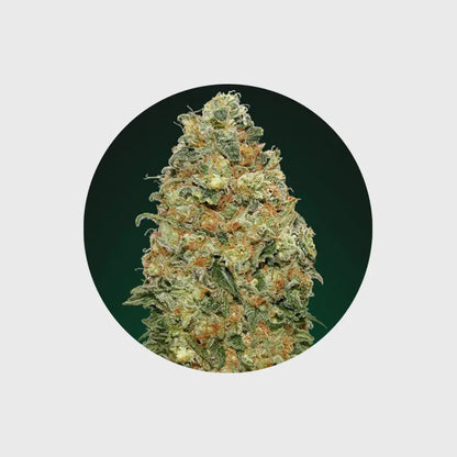🪴Neu! Cannabis Samen "Super Skunk" - Autoflower - 3 Stck.🪴 CBD Hexe Onlinehandel