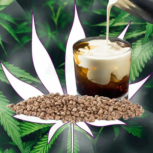 🪴Neu! Cannabis Samen "White Russian" - Autoflower - 3 Stck.🪴 CBD Hexe Onlinehandel