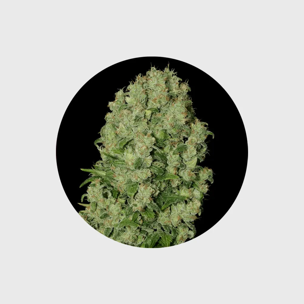 🪴Neu! Cannabis Samen "White Russian" - Autoflower - 3 Stck.🪴 CBD Hexe Onlinehandel