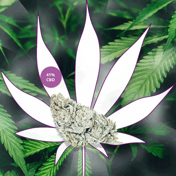 Neu! ❄️ CBD Blüten "Snow White" mega starke 41% CBD ❄️ CBD Hexe Onlinehandel