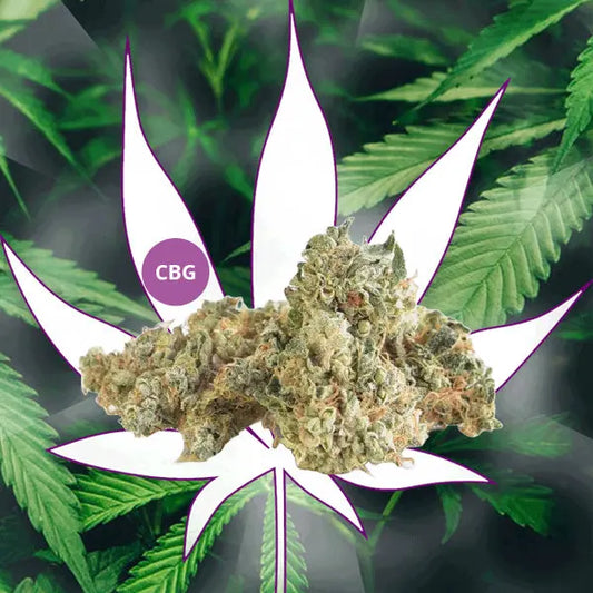 Neu! 👨‍⚕️ CBG Blüten "Dr. White" 14% CBG 👨‍⚕️ CBD Hexe Onlinehandel