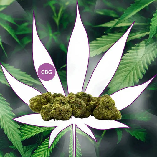 Neu! 🍹 CBG Blüten "Tropical Kush" 25% CBG 🍹 CBD Hexe Onlinehandel