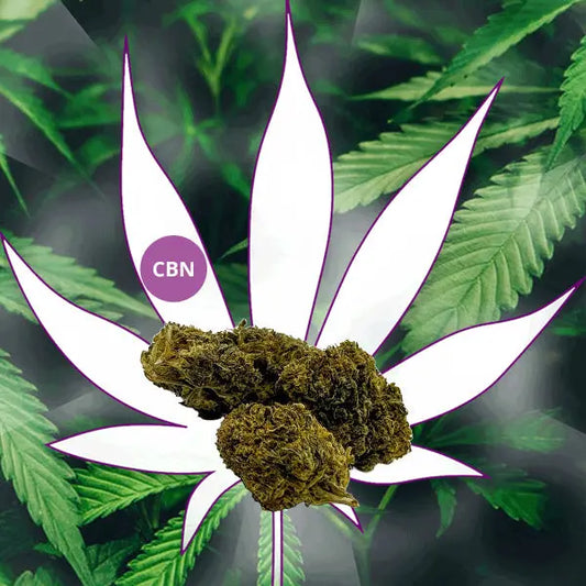 Neu! 👧 CBN Blüten "Girl Scout Cookies" 30% CBN 👧 CBD Hexe Onlinehandel