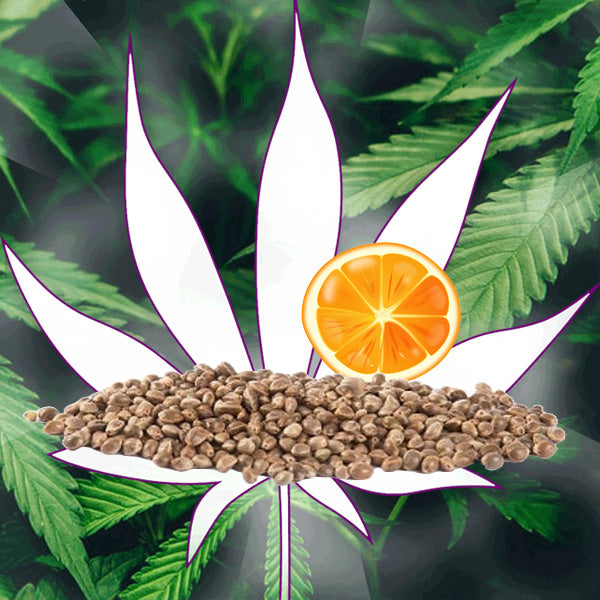 🪴Neu! Cannabis Samen "Mimosa x Orange Punch" - Feminized - 3 Stck.🪴